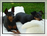 bia�y, dwa, Pinczery miniaturowe, koc