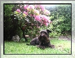 Pinczer ma�pi, kwitn�ce, drzewo